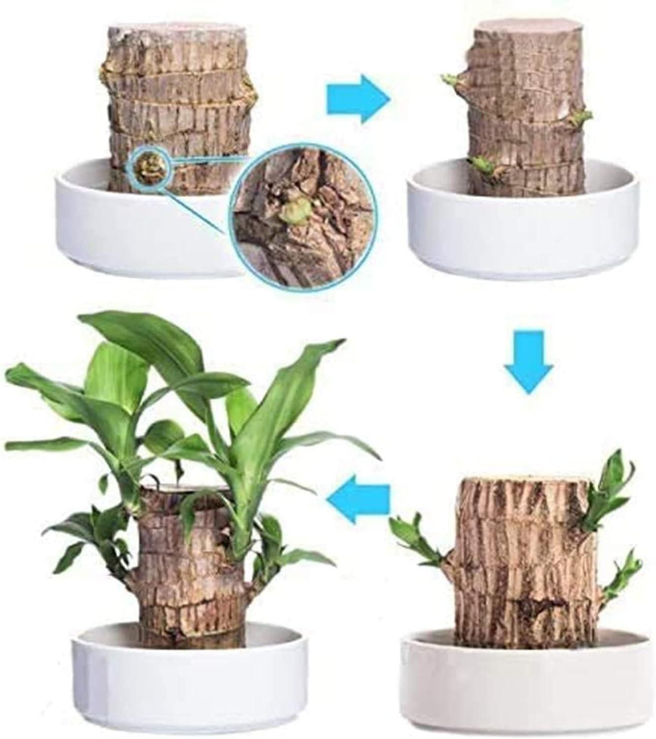 Big Size Lucky Brazil Wood Plant |🔥Buy 1 Get 1 Free🔥